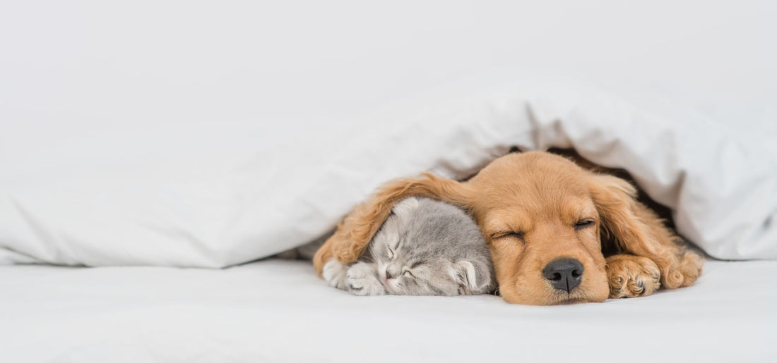 Accessories for Dogs and Cats